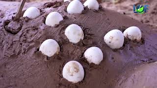 Strange Cooking Food Using Mud Oven Turtle Wired Roasted Balut Eggs Life of Natural Foods