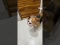 “1 Galti Jo Is Dog Ki Jaan Le Sakti Thi…” 🖤🐶 || #shorts #pets #dog