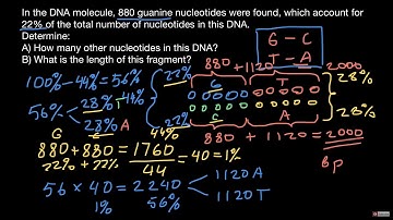 How to use Chargaff’s rule in order to solve DNA composition