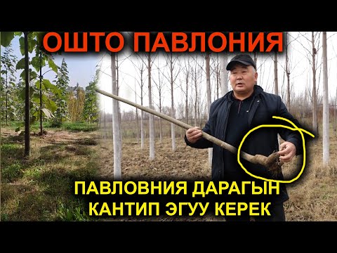 Video: Джошуа дарагын кантип өстүрүү керек: Жашыя бактарын отургузуу жана аларга кам көрүү