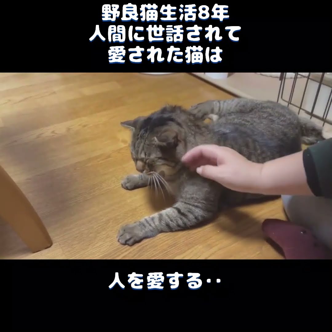 8 years as a stray cat] A cat that was cared for and loved