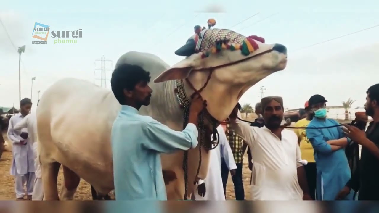 Sibi Mela Winner Biggest Bull 4 dant reached his home JDC Foundation Pakistan