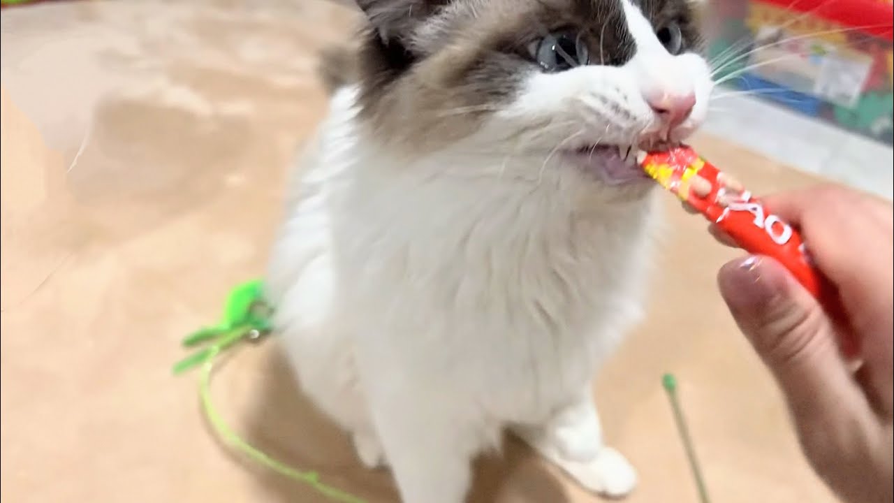 【ライブ】チュール事件