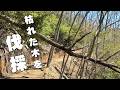#74 春の森で、枯れ木を片付ける | 木のこいのぼりと金太郎