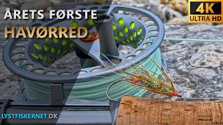 Fisketur den 18.03.2026 | Havørredfiskeri Djursland | Havørred på Brendas Mor.