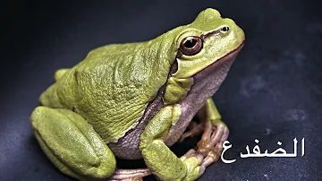صوت الضفدع بالليل 
