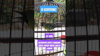 Suara Cimin Setelah Selesai Mabung Mau Buka Paruh Cucak Ijo Mini Gacor