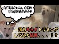 犬を一度も叱らないでトリミングをすると、噛み犬になるのか?実験してみた結果、、、#噛み#トリミング#トレーニング#トリマー