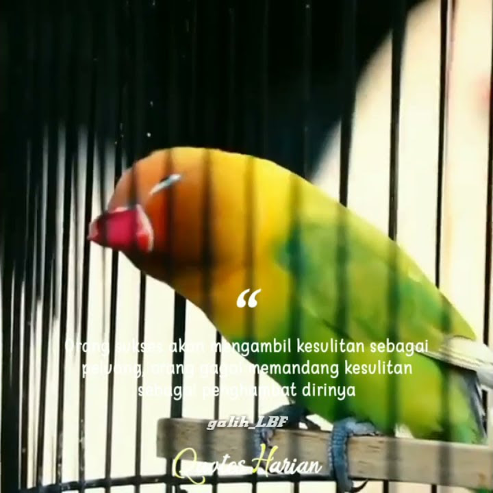 story lovebird konslet#quotes_motivasi