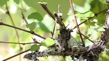How to Prune Old Grape Vines
