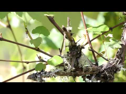 How to Prune Old Grape Vines