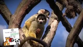 Remade World Animals Sneak Peek