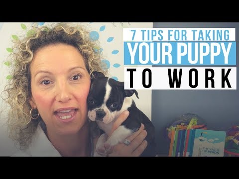 Video: 8 Ta din hund til å jobbe dagtips