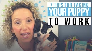 Take Your Puppy to Work Tips - Puppy's First Day at the Office