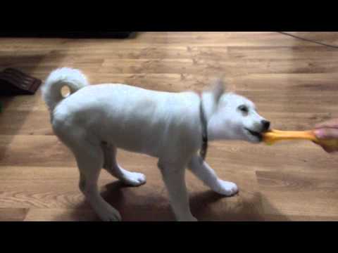 დასავლეთ ციმბირული ლაიკა. იყიდება ( 350 $ )