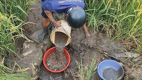 Giải cứu cá rô đồng (T40) 