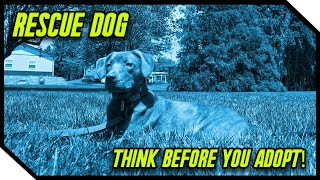 Do THIS Before You Adopt a Rescue Dog!