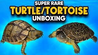 Unboxing One Of The Rarest Tortoises IN THE WORLD