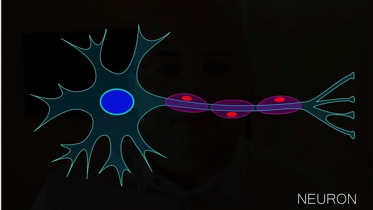 Neur Definition NEURON - Structure Function Definition - Nerve Sensory Motor - YouTube