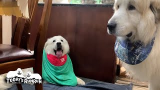留守番中の雷でとても怖かったルンルンです　Great Pyrenees　グレートピレニーズ