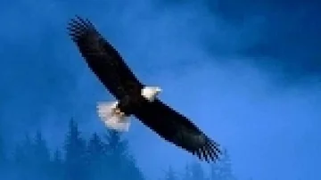 Lee Greenwood - Wind Beneath My Wings