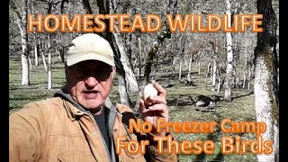 HOMESTEAD WILDLIFE - No Freezer Camp For These Birds by PINE MEADOWS HOBBY FARM A Frugal Homestead 147 views 1 month ago 5 minutes, 10 seconds