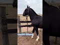 Hermoso caballo y buen tuze 🐴