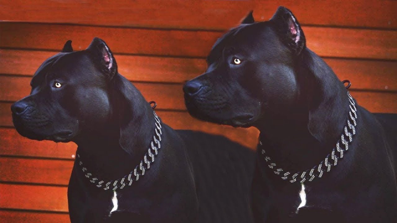 black Pitbulls Panther Best breed in the world - YouTube
