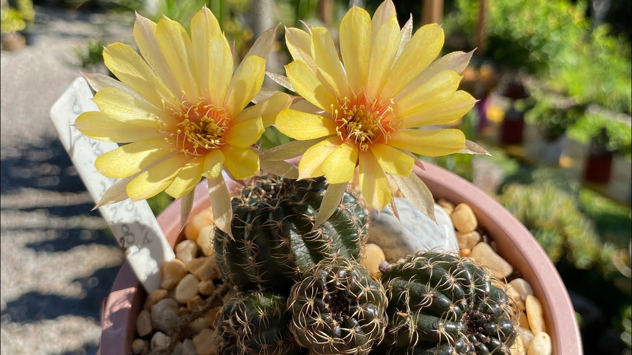 SUCULENTAS A SOL PLENO MOSTRANDO MINHA COLEÇÃO DE CACTOS 🌵 