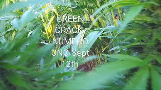 GREEN CRACK outdoor guerilla grow Canada marijuana