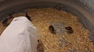 Quail chicks first day home. day 01