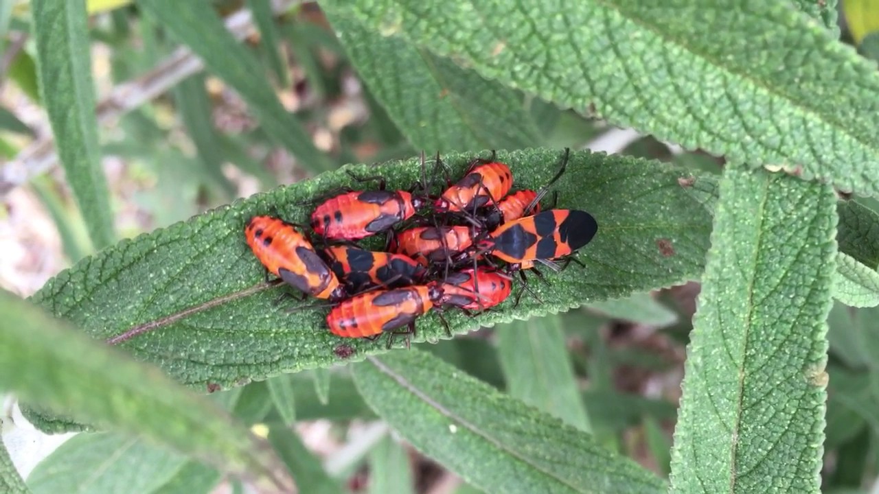 Little Red Bugs In Garden