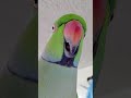 Indian ringneck parrot talking kiwi green