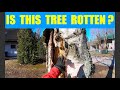 Husqvarna 572 xp ja Akujelppi vs. umpilaho koivu. Nyt on haastetta. Rotten Birch , What A Challenge