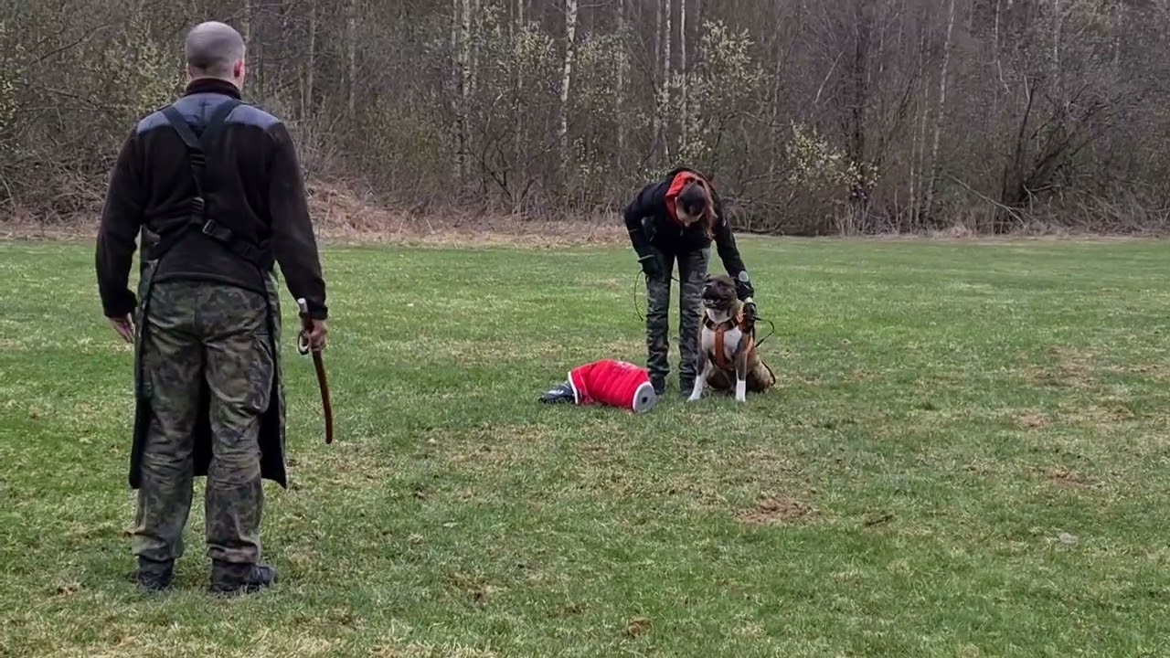 Amstaffi VV Dirlandaa, IGP treeniä 5v