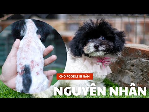 Video: Kiểu tóc cơ bản cho Chó Yorkie Terrier
