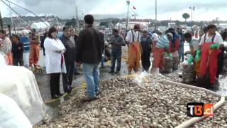 Destruyen 51 toneladas de mariscos contaminados en Chiloé