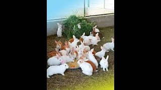 Rabbit Fram In Bangladesh খরগশ পলন Chuadanaga Korgus Palon Korgus Khorgush Palon Ah Shimul