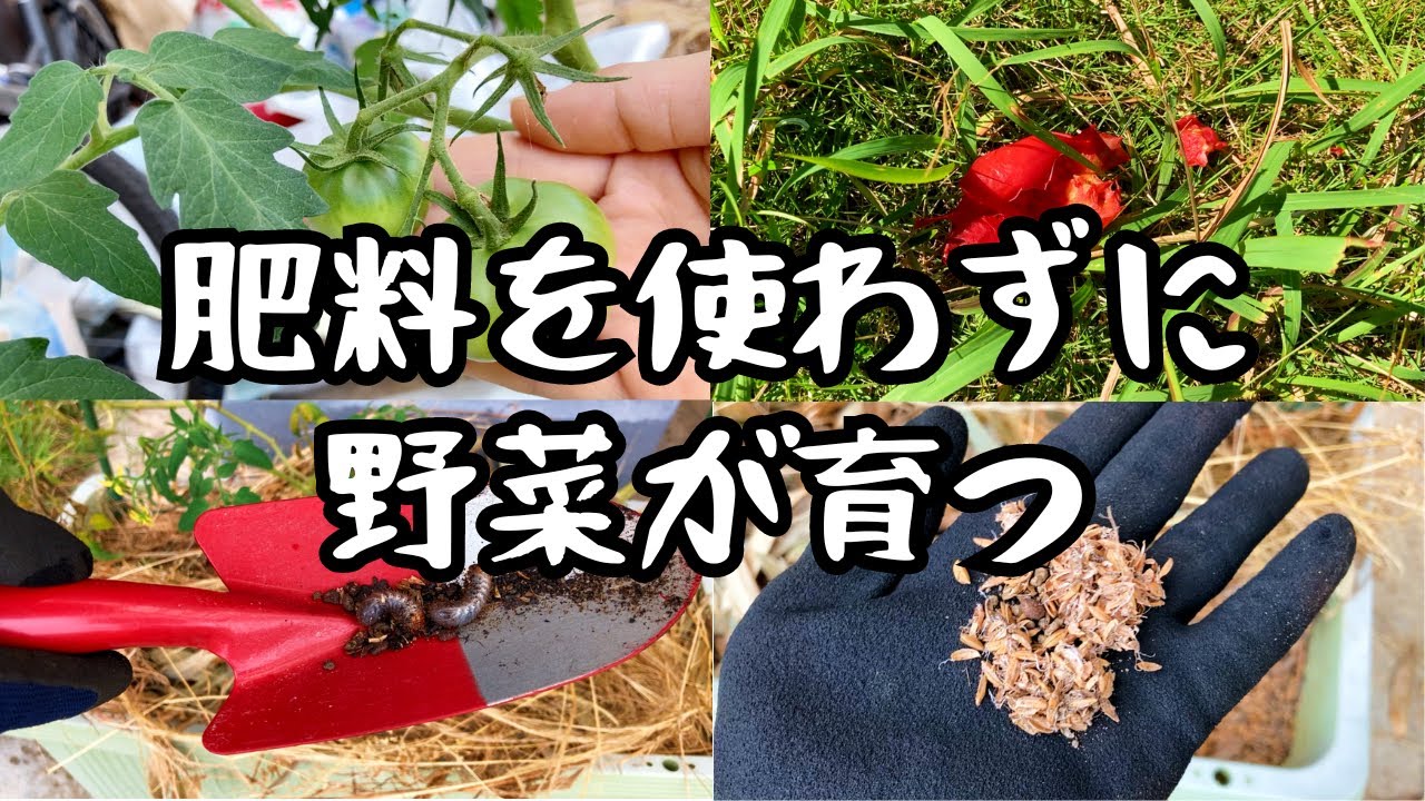 【土作り革命３】誰でも簡単！肥料・農薬・土の入れ替え全て不要！菌の力で野菜作りに挑戦した結果…【トマト栽培記録編】【プランター】