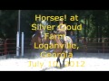 Western Leisure Riding - AQHA Tivi and APHA Colonel