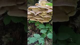 Dev Ağaç Mantarı Meripilus Giganteus Kararan Mantar, Aladana Mantarı,Çmantarı,
