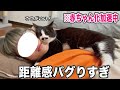 この距離感が当たり前だと思ってる愛情表現激しめの人間みたいな甘えん坊猫