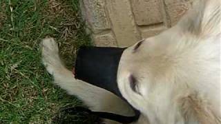 Muzzle_20100628.AVI