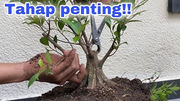Cara membuat bonsai kimeng bogel istimewa || cocok untuk themax 30cm ‼️