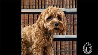Chapter 4-3 | Lad: A Dog | Fiction Friday