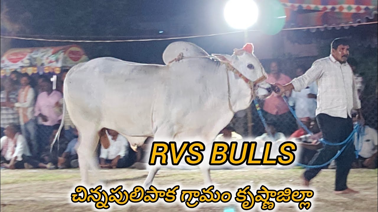 బనిగళ్ళపాడు న్యూ కేటగిరి 7వ RVS bulls చిన్న పులిపాక  గ్రామం క్రిష్ణ జిల్లా..