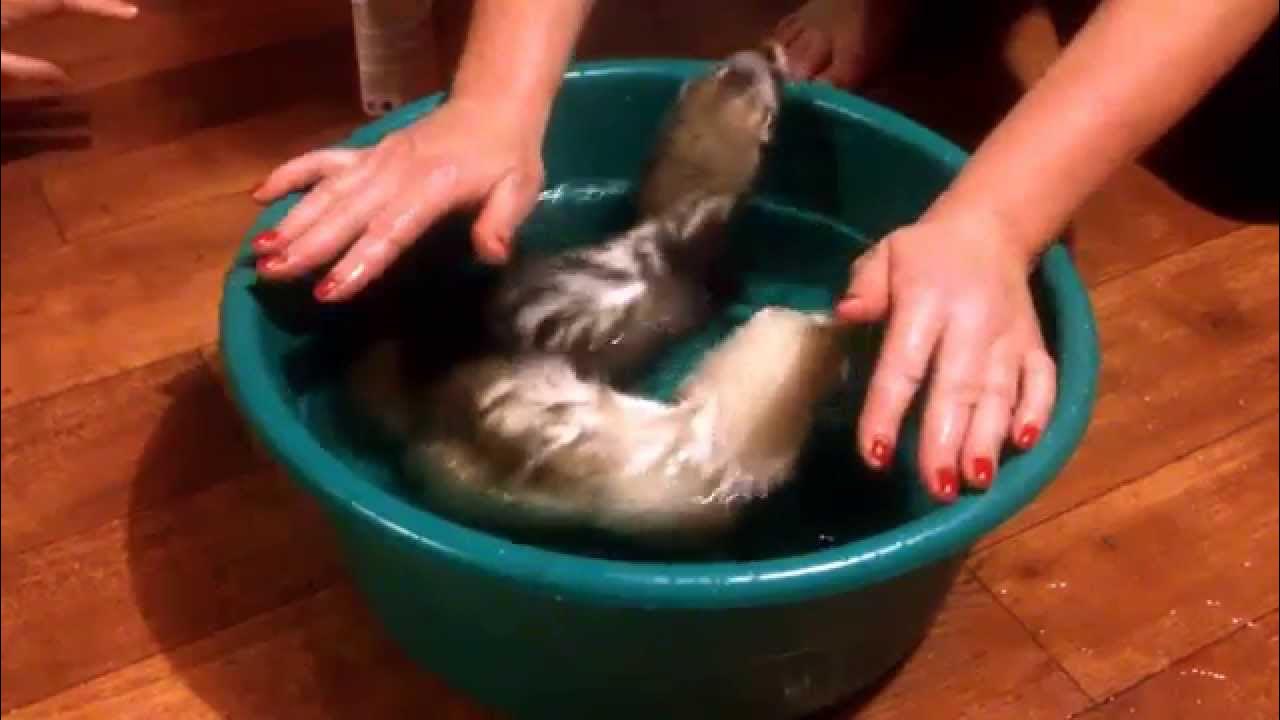 Игрушка топи-топи. Игрушка топи-топи. Вики шоу режем игрушки. Игрушка топи-топи. Игрушка топи-топи.