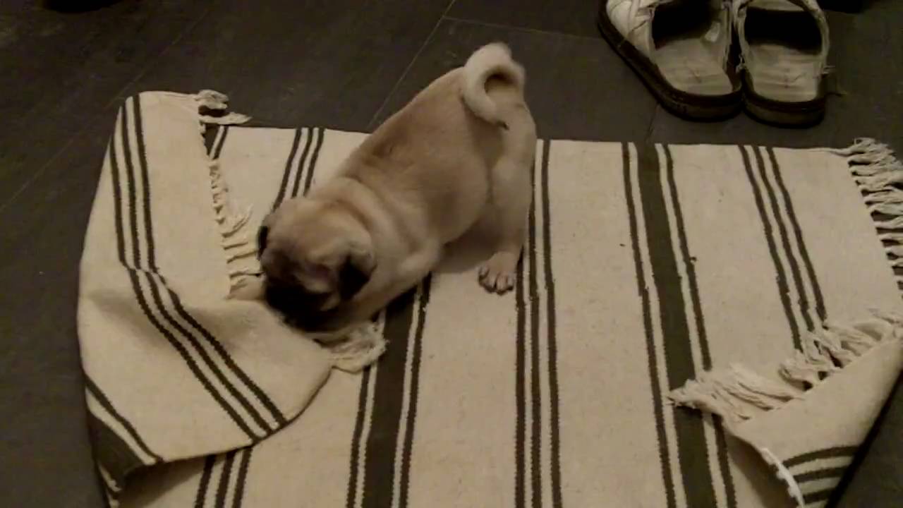 Mops Mit Teppich Mov Youtube