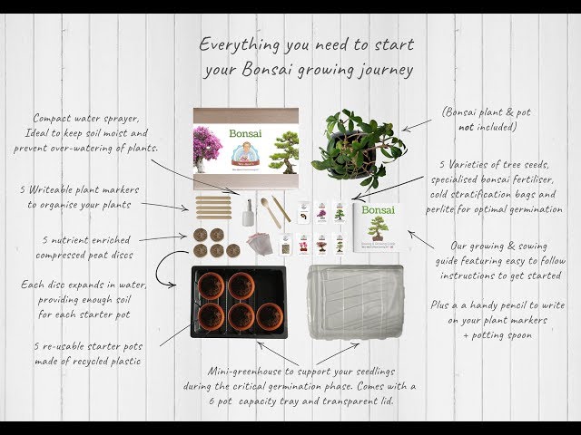 Grow your own Bonsai kit introduction - Mrs Henri's class=