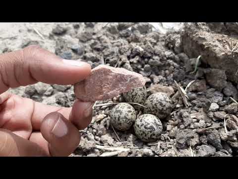 वीडियो: प्रकृति में पत्थर कैसे दिखाई देते हैं